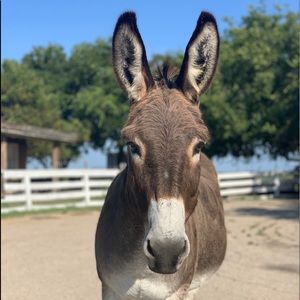 Meet your Posher, Melissa